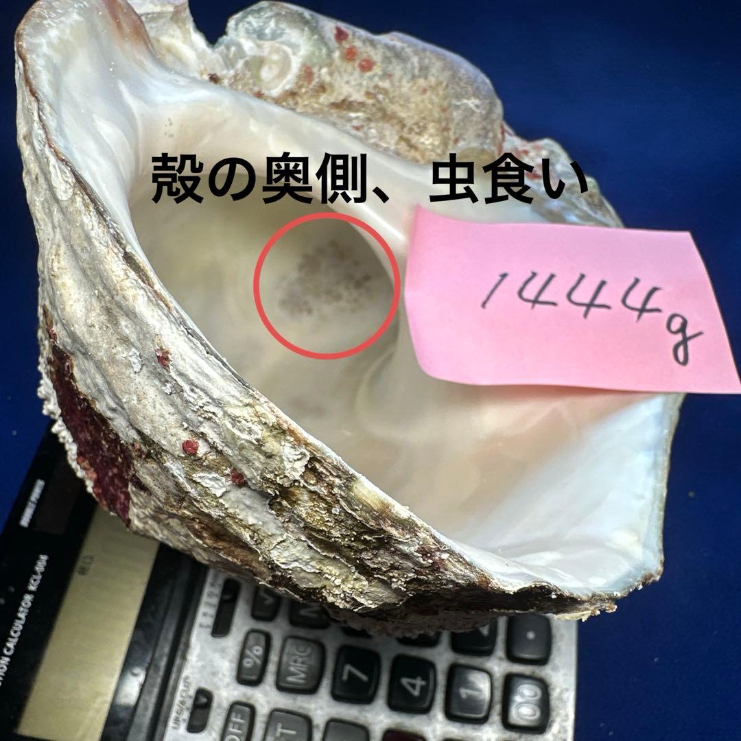 夜光貝　ヤコウ貝　まとめ売り　21個　　27、5kg アクセサリー　ルアー