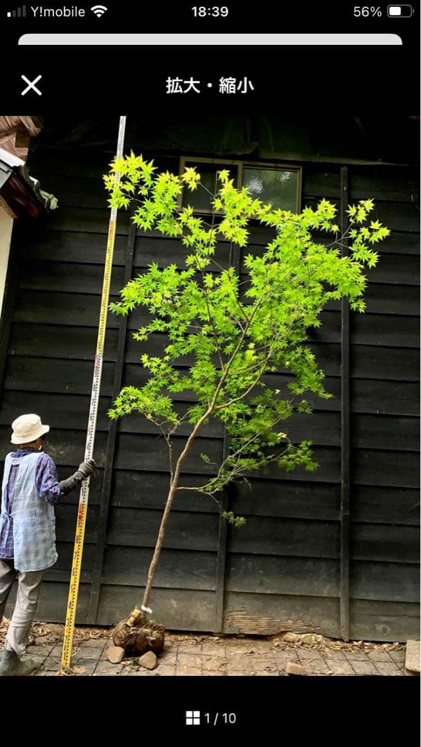 bobioヤマモミジ