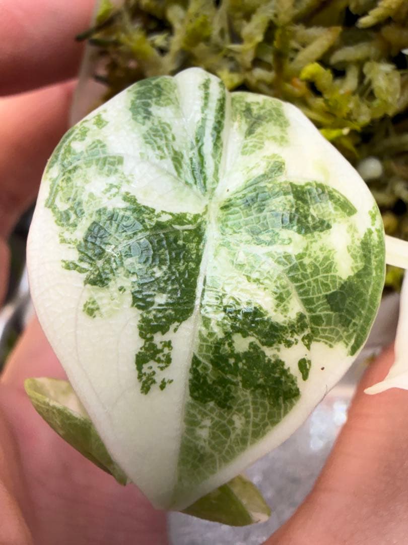 アロカシア メロ アルボ