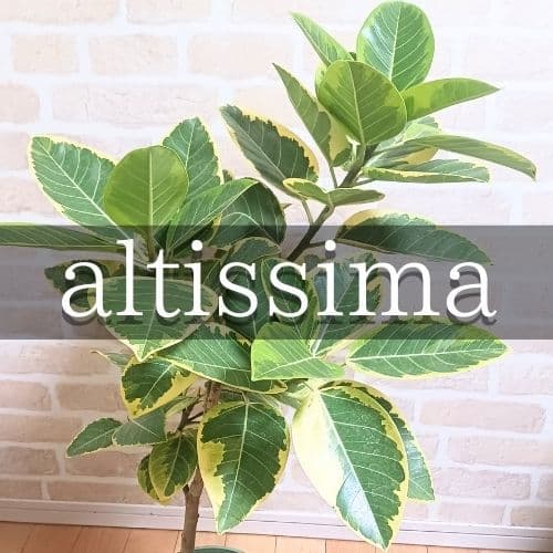 アルテシマ　7号　観葉植物　ゴムノキ