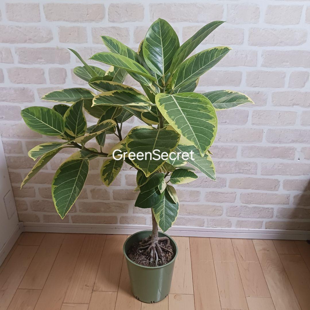 アルテシマ　7号　観葉植物　ゴムノキ