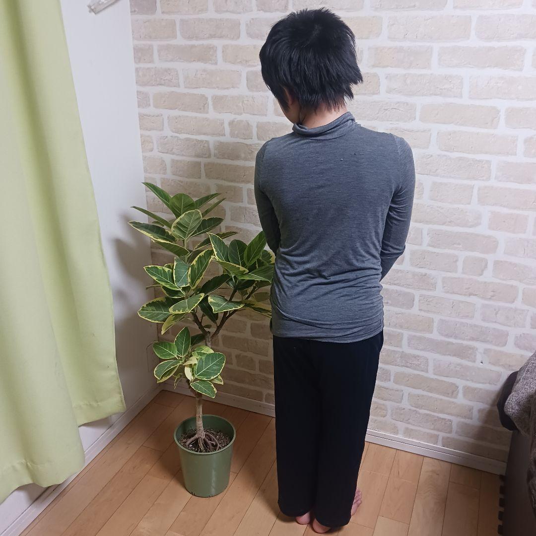 アルテシマ　7号　観葉植物　ゴムノキ