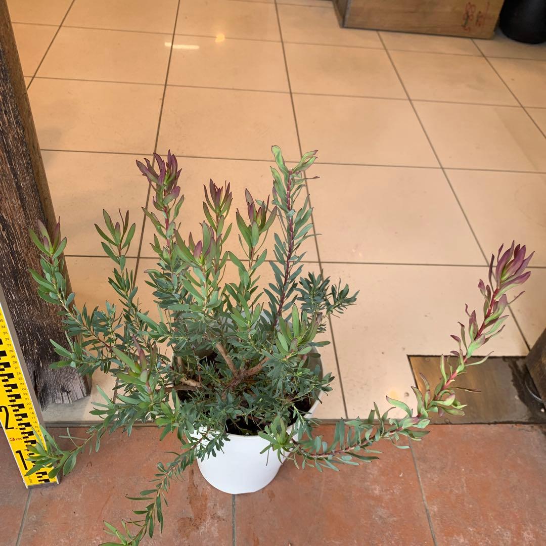 リューカデンドロン レッドデビル 7号