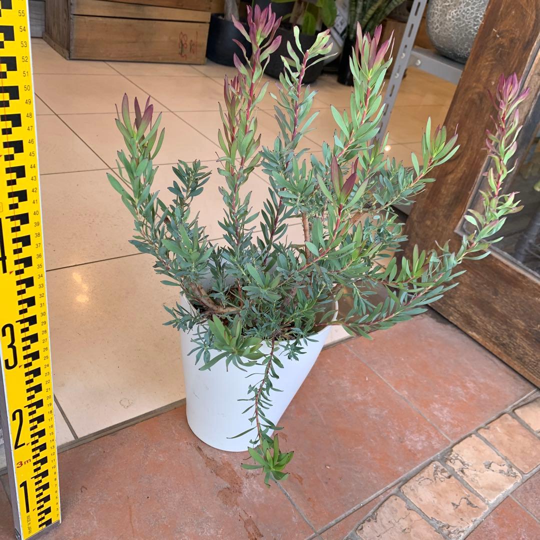 リューカデンドロン レッドデビル 7号