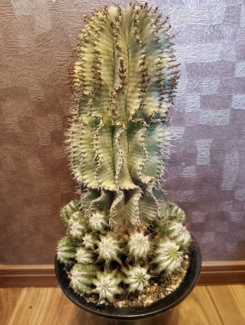 \"特大 親株\" ユーフォルビア ホリダ 群生