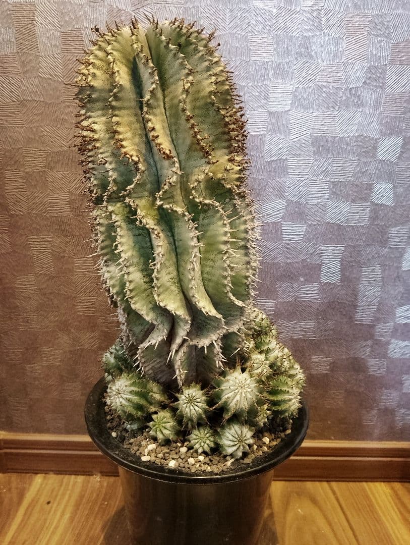 \"特大 親株\" ユーフォルビア ホリダ 群生