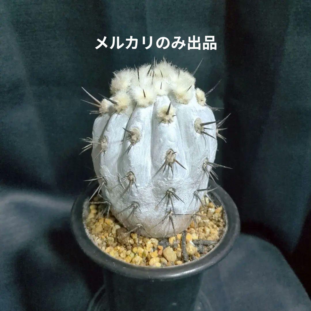 Copiapoa　コピアポア シネレア　黒王丸