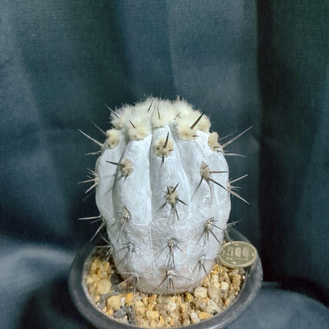 Copiapoa　コピアポア シネレア　黒王丸