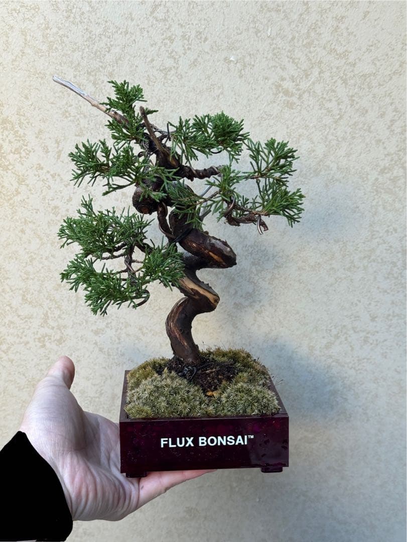 【盆栽】真柏　アクリル　エヴァパープル