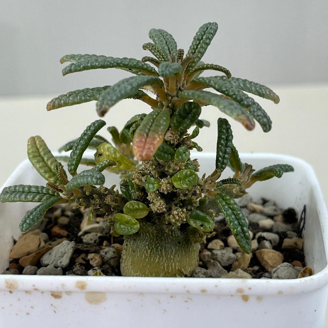 E31実生 まん丸 ドルステニア ギガス ブラータ