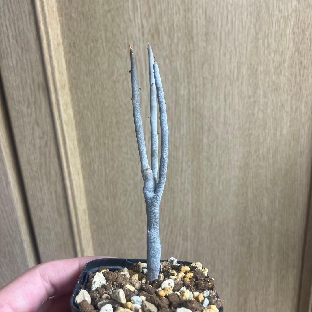 ユーフォルビア　アルブスクラ　挿木　発根済み　コーデックス　塊根植物