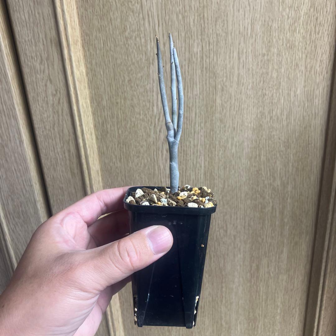 ユーフォルビア　アルブスクラ　挿木　発根済み　コーデックス　塊根植物