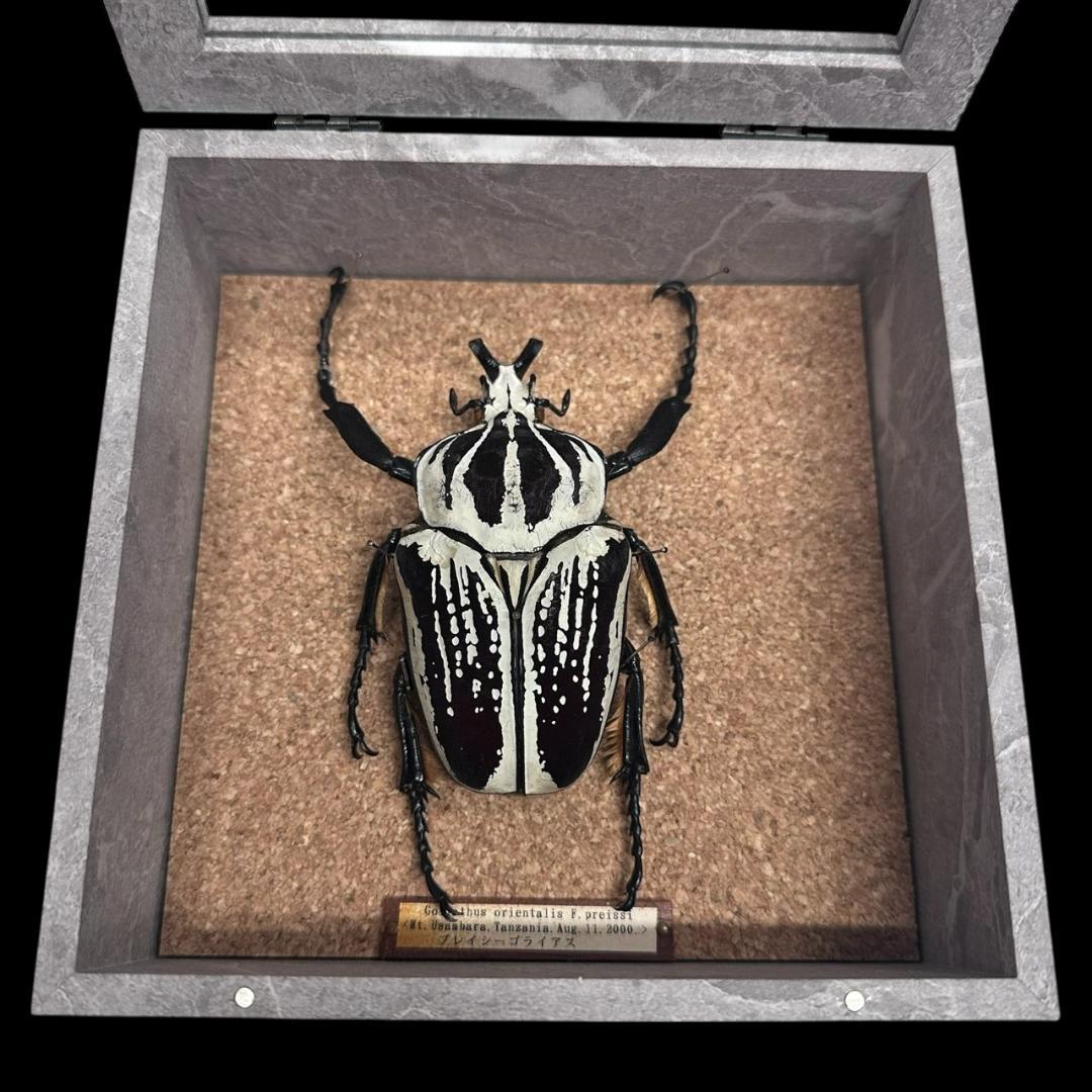 桐箱入り　　プレイシーゴライアス　 雄　オス　標本　　タンザニア産