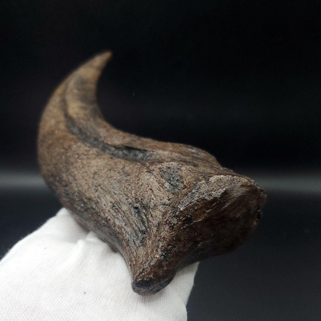 スピノサウルス 爪 レプリカ 179.96mm  spr3