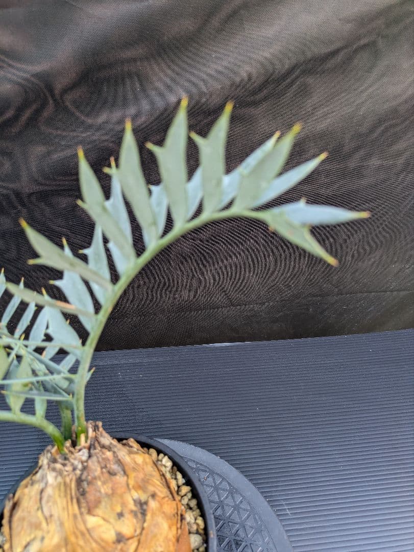 エンセファラルトス ホリダス / スパードワーフ /激レア株/発根済