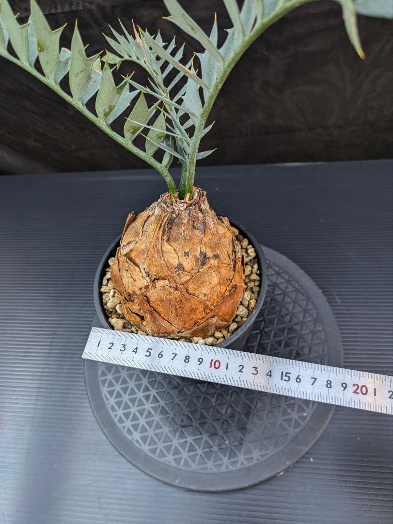 エンセファラルトス ホリダス / スパードワーフ /激レア株/発根済