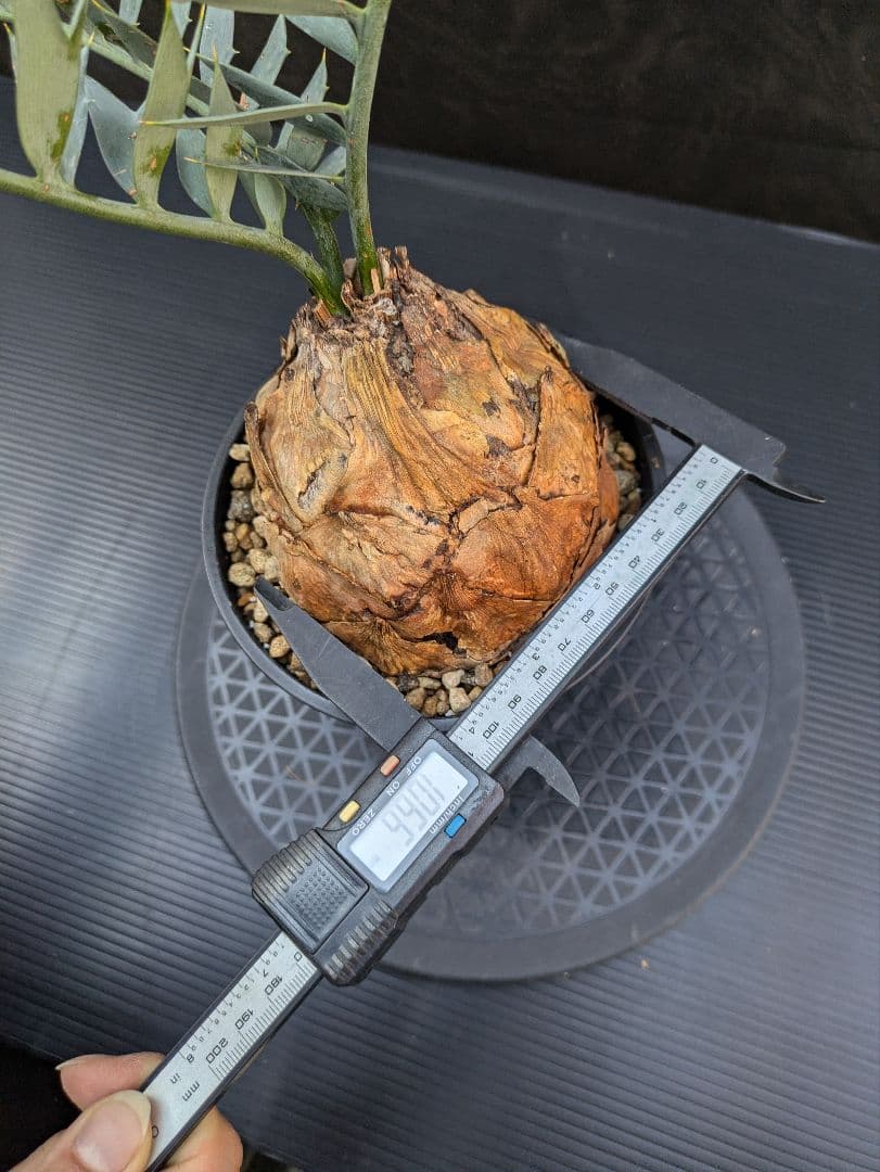 エンセファラルトス ホリダス / スパードワーフ /激レア株/発根済