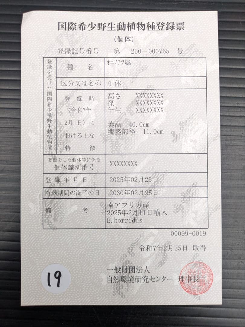 エンセファラルトス ホリダス / スパードワーフ /激レア株/発根済