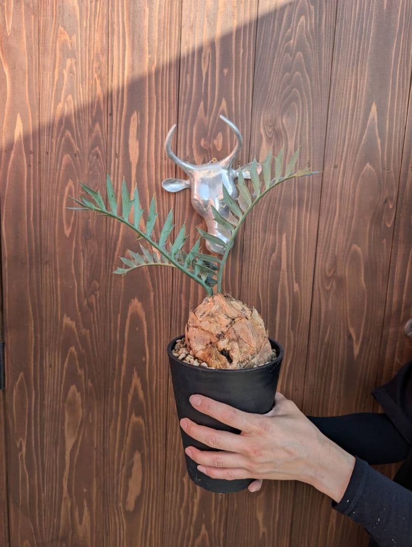 エンセファラルトス ホリダス / スパードワーフ /激レア株/発根済