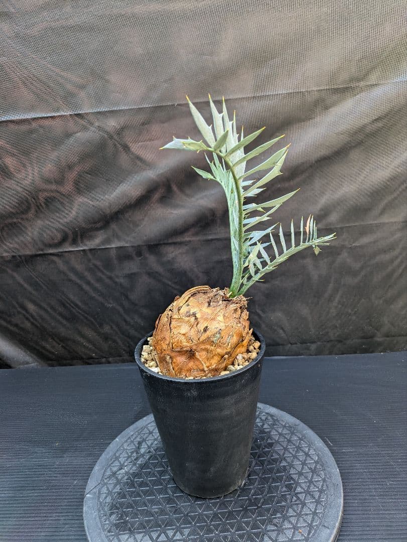 エンセファラルトス ホリダス / スパードワーフ /激レア株/発根済