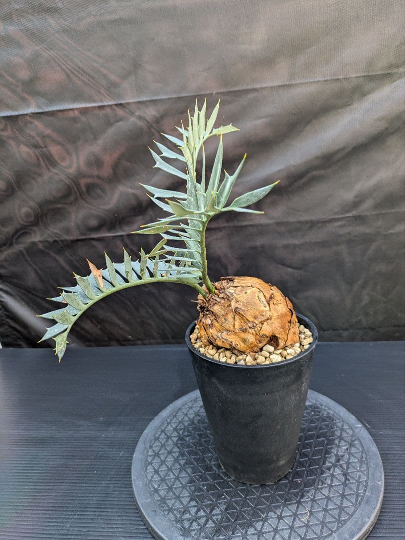 エンセファラルトス ホリダス / スパードワーフ /激レア株/発根済