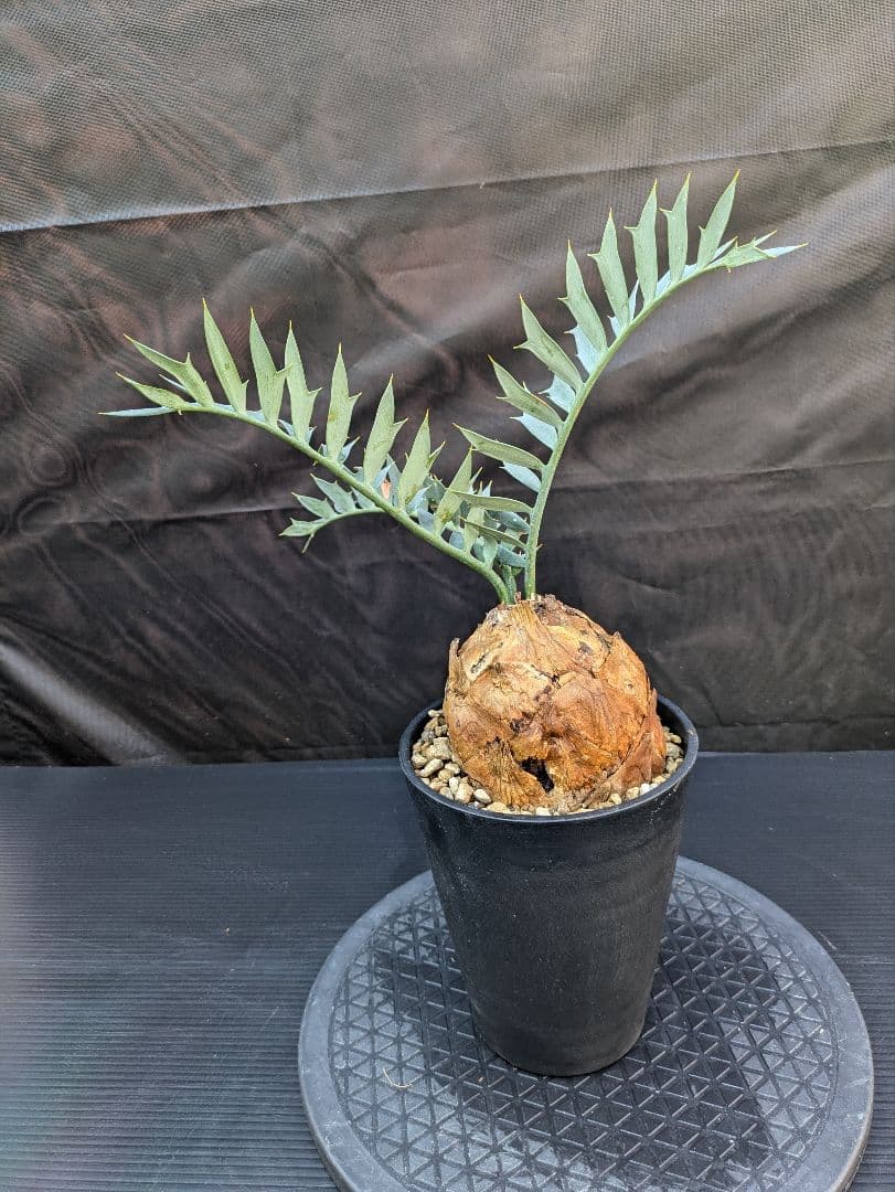 エンセファラルトス ホリダス / スパードワーフ /激レア株/発根済