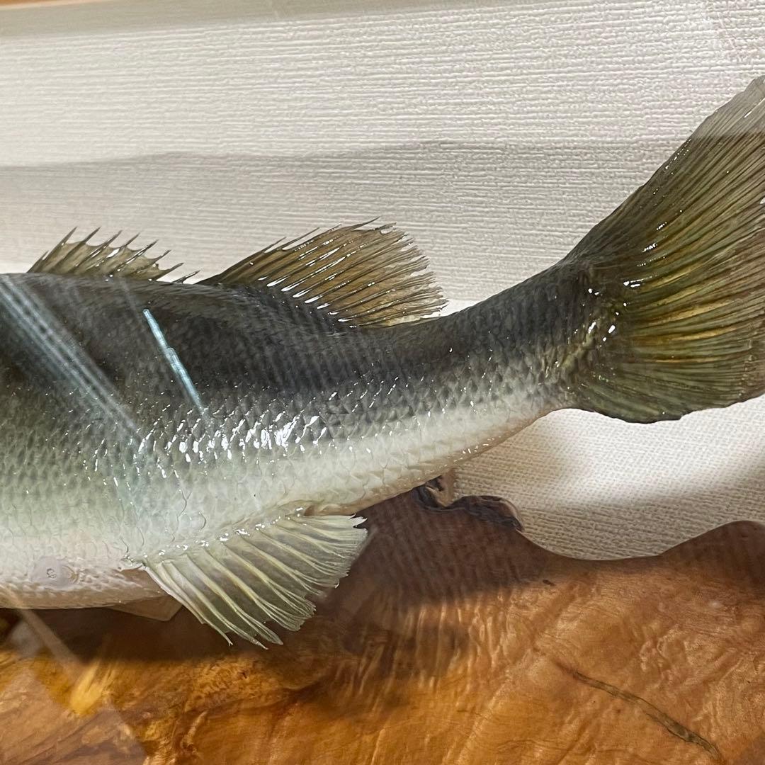 ブラックバス 剥製 魚 体長約52cmガラス額入り 魚類剥製工房リアルアート岩井