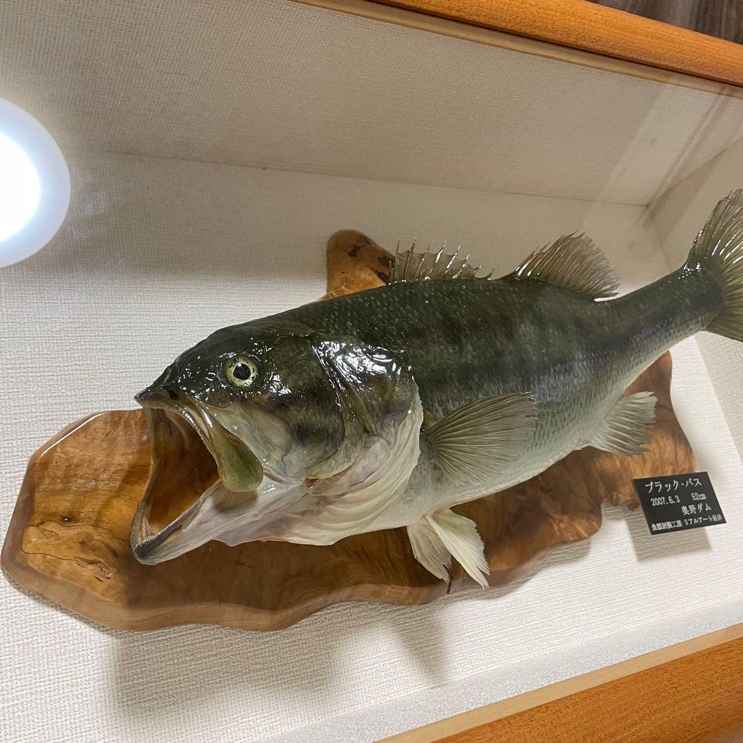 ブラックバス 剥製 魚 体長約52cmガラス額入り 魚類剥製工房リアルアート岩井