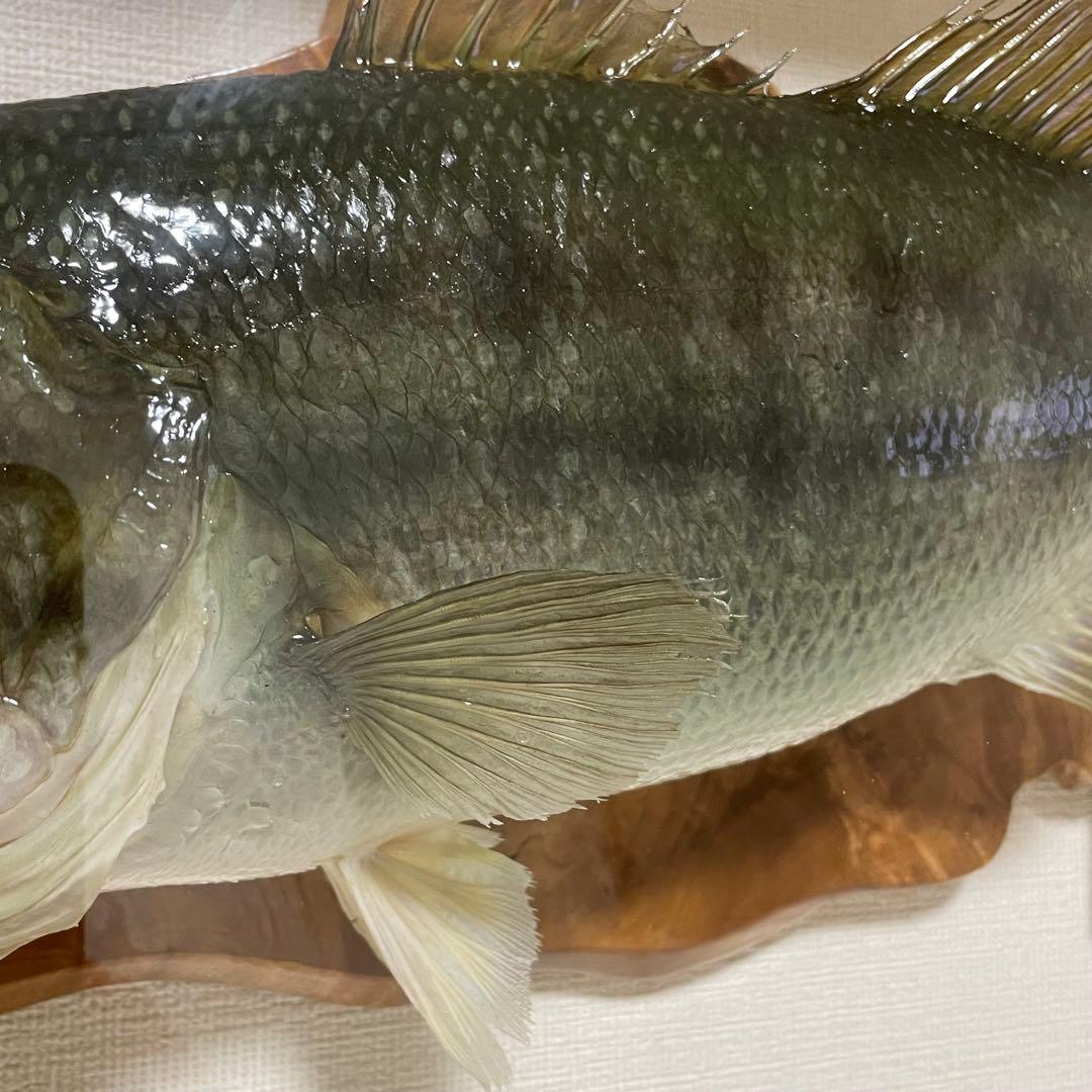 ブラックバス 剥製 魚 体長約52cmガラス額入り 魚類剥製工房リアルアート岩井