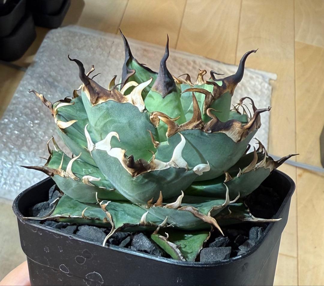 【鉢ごと発送】アガベ チタノタ ハデス 活着済み【強陽炎・丸型・幅広短葉】