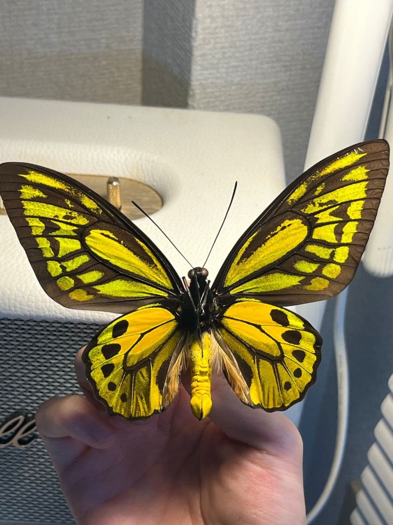 アカメガネトリバネアゲハ 外国産蝶標本 モルフォ 蝶 標本 野外採集品 蝶の標本