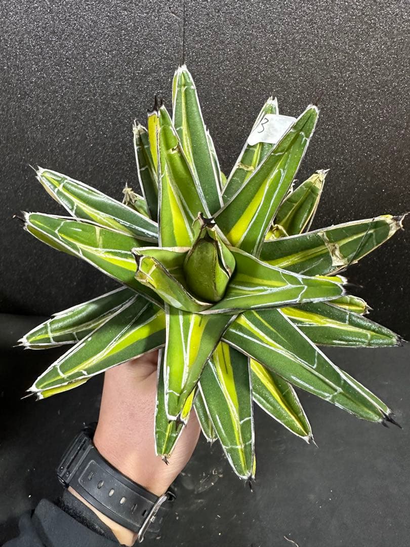 【特大苗　笹の雪　鮮明黄中斑達磨葉タイプ　'gaint' 】　アガベ