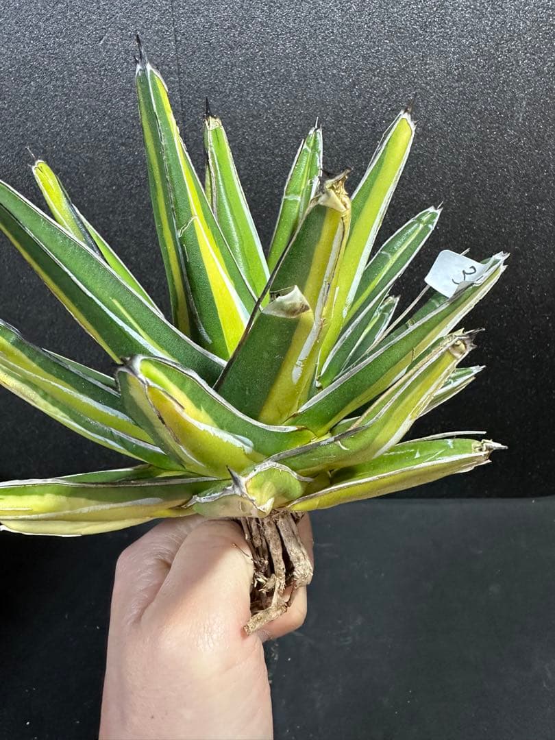 【特大苗　笹の雪　鮮明黄中斑達磨葉タイプ　'gaint' 】　アガベ