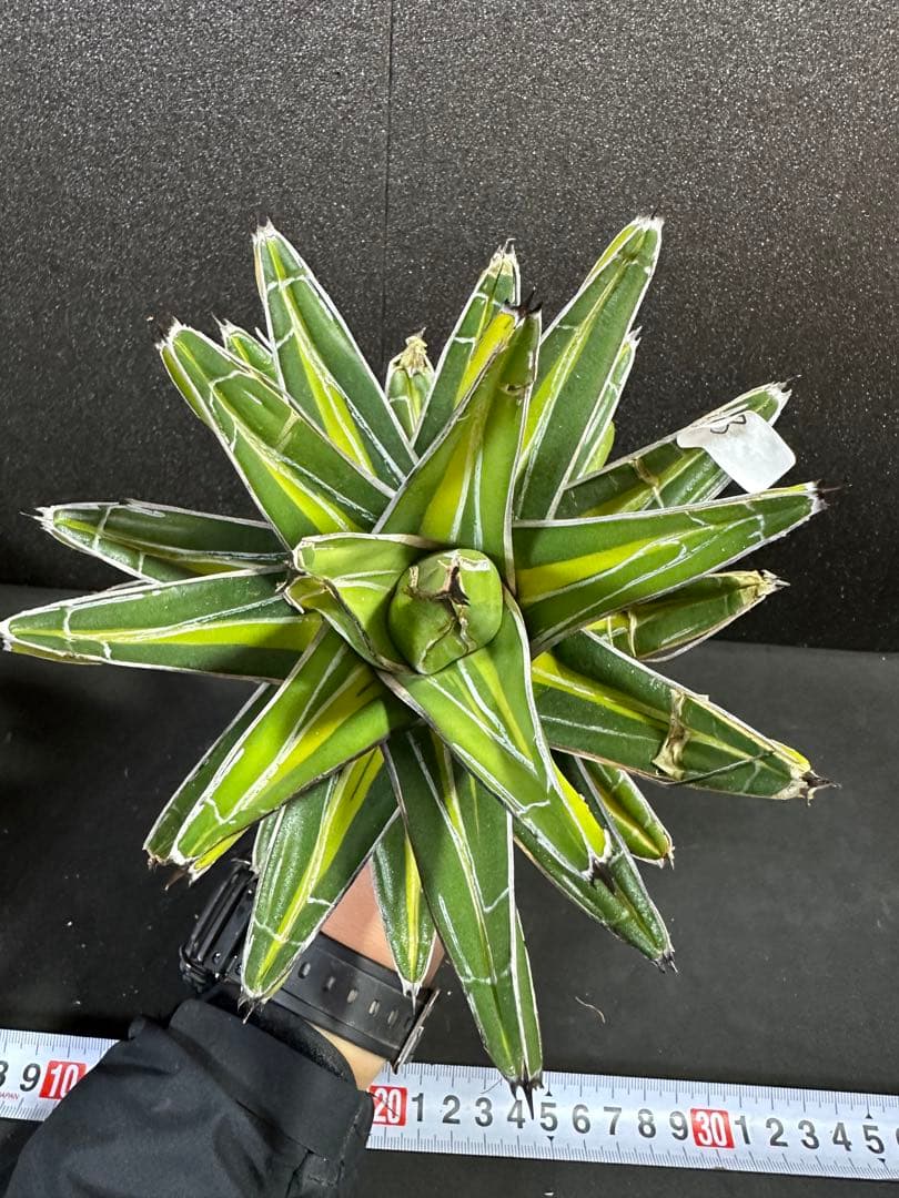 【特大苗　笹の雪　鮮明黄中斑達磨葉タイプ　'gaint' 】　アガベ