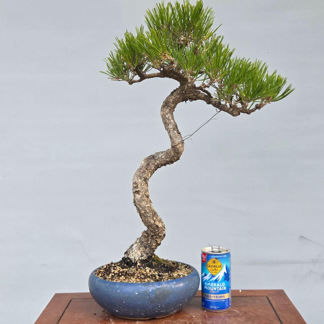 黒松　[文人風木]　中品盆栽