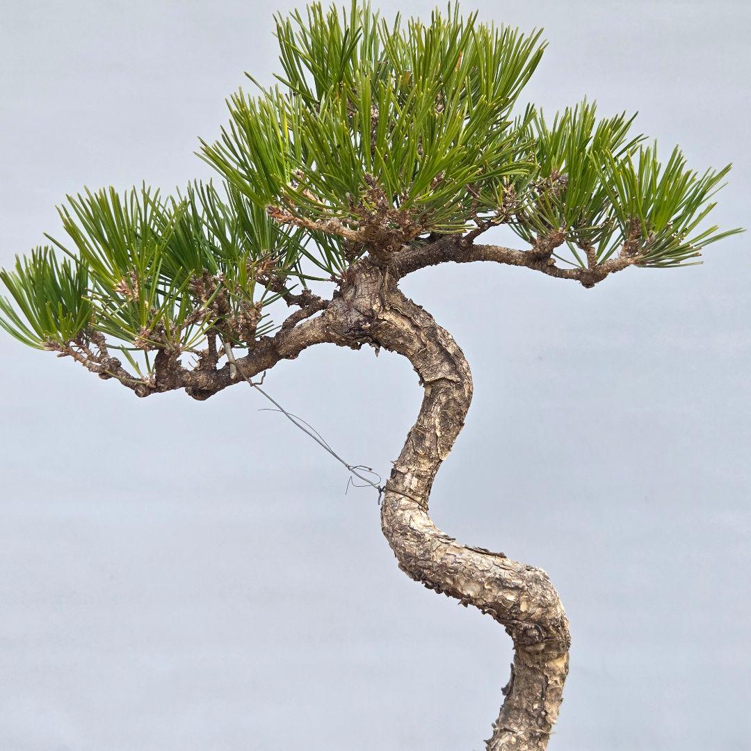 黒松　[文人風木]　中品盆栽