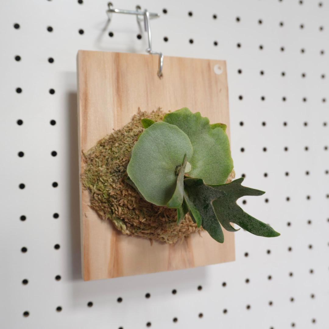 ビカクシダ OMG ウィリンキードワーフ 板付　O-1