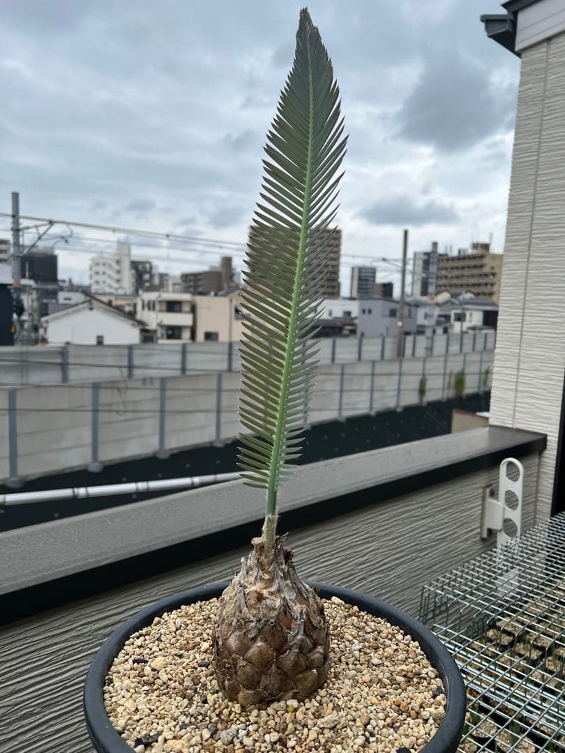 【お盆セール】ディオーン・エデュレ / 脇芽付き 新芽展開中 ソテツ 希少 大株