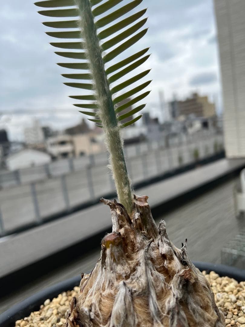 【お盆セール】ディオーン・エデュレ / 脇芽付き 新芽展開中 ソテツ 希少 大株