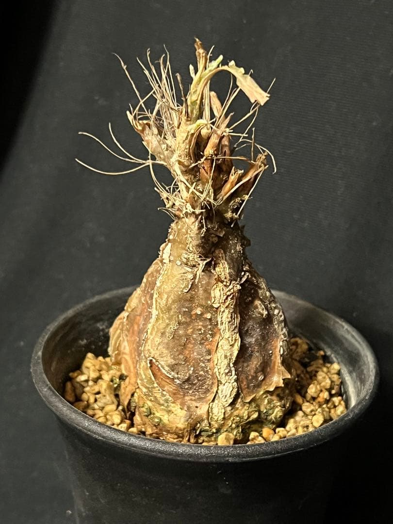 モモルディカ ロストラータ