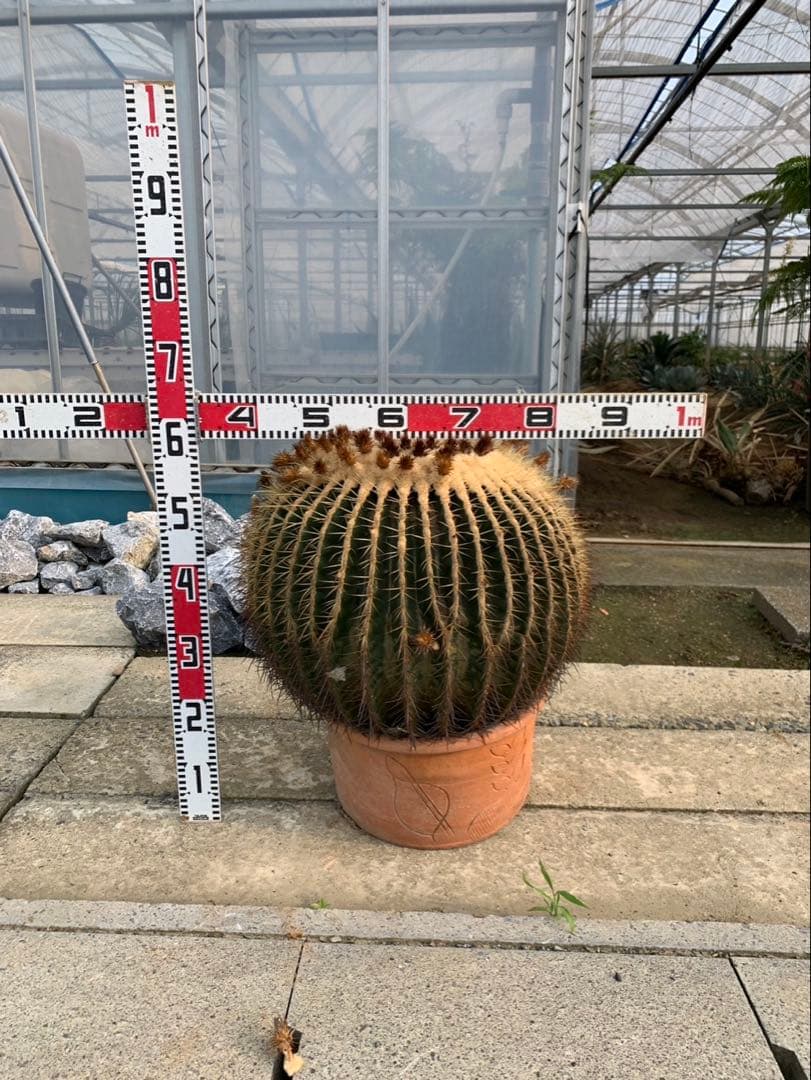 サボテン　金鯱　2個セット 引取限定