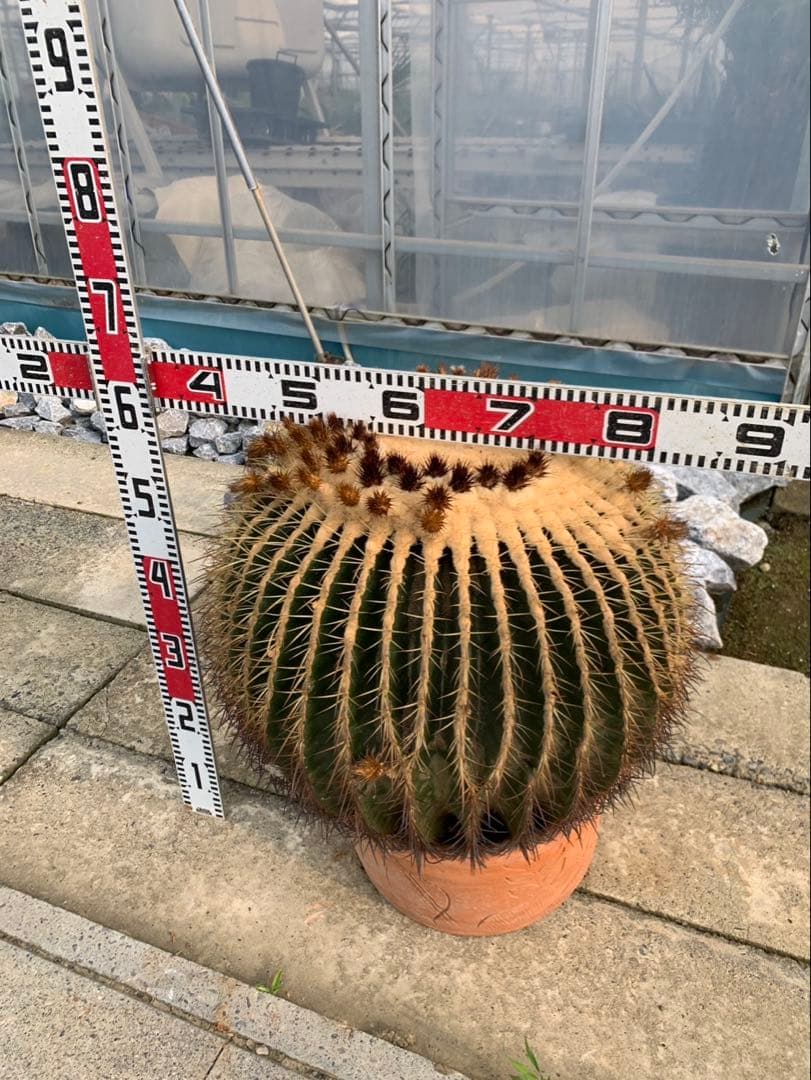 サボテン　金鯱　2個セット 引取限定