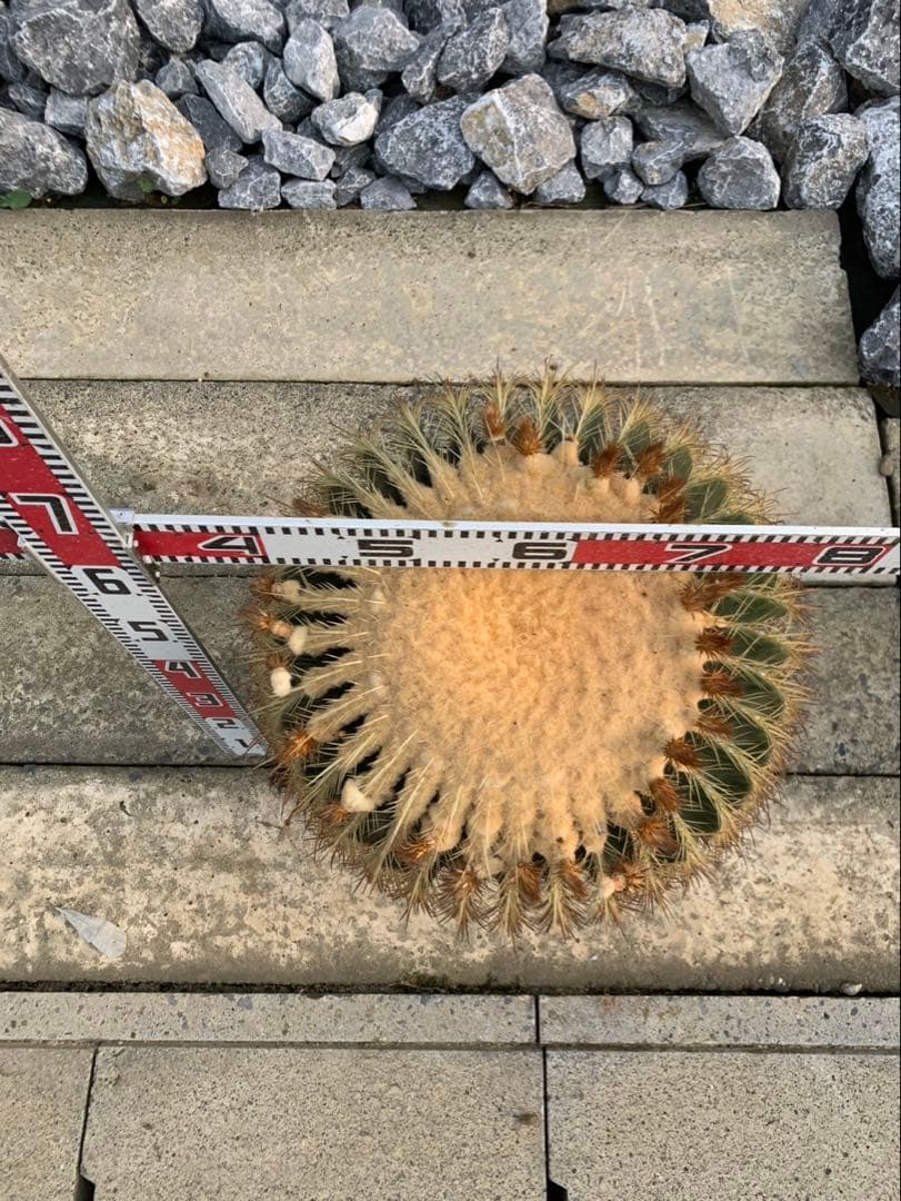 サボテン　金鯱　2個セット 引取限定