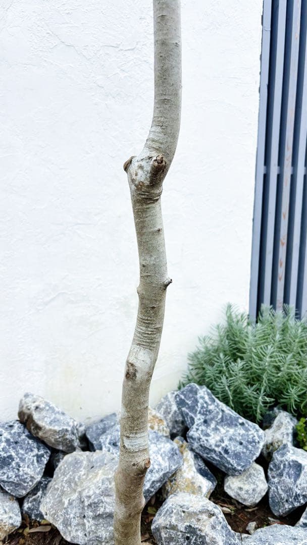 逸品。山採りアオハダ3.2M(鉢底から)