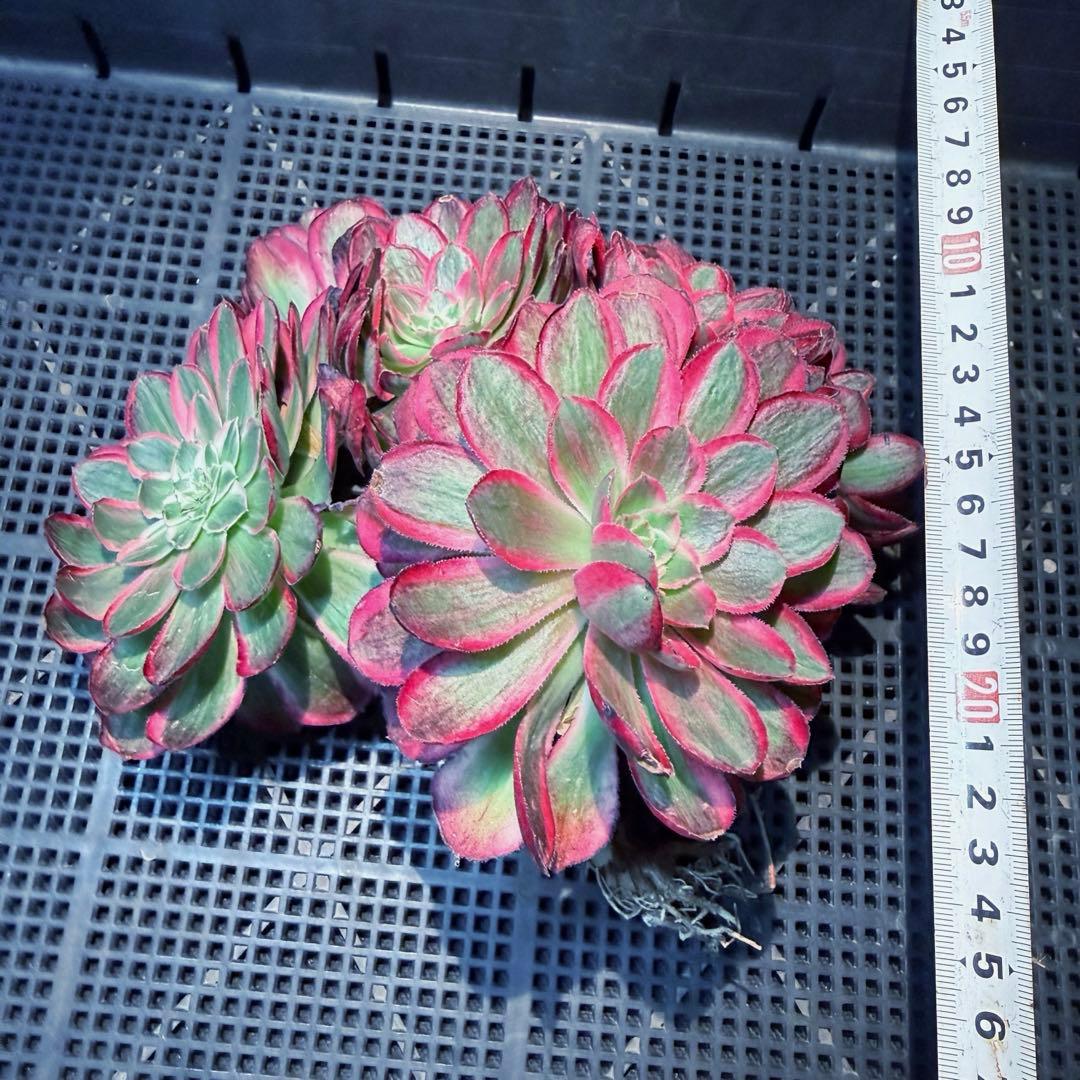 新入荷　超レア新品種　アエオニウム 緋影錦　法師錦　観葉植物　超大品