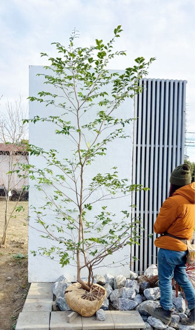 絶品。山採りヒサカキ株立ち3.1M(鉢底から)品番D