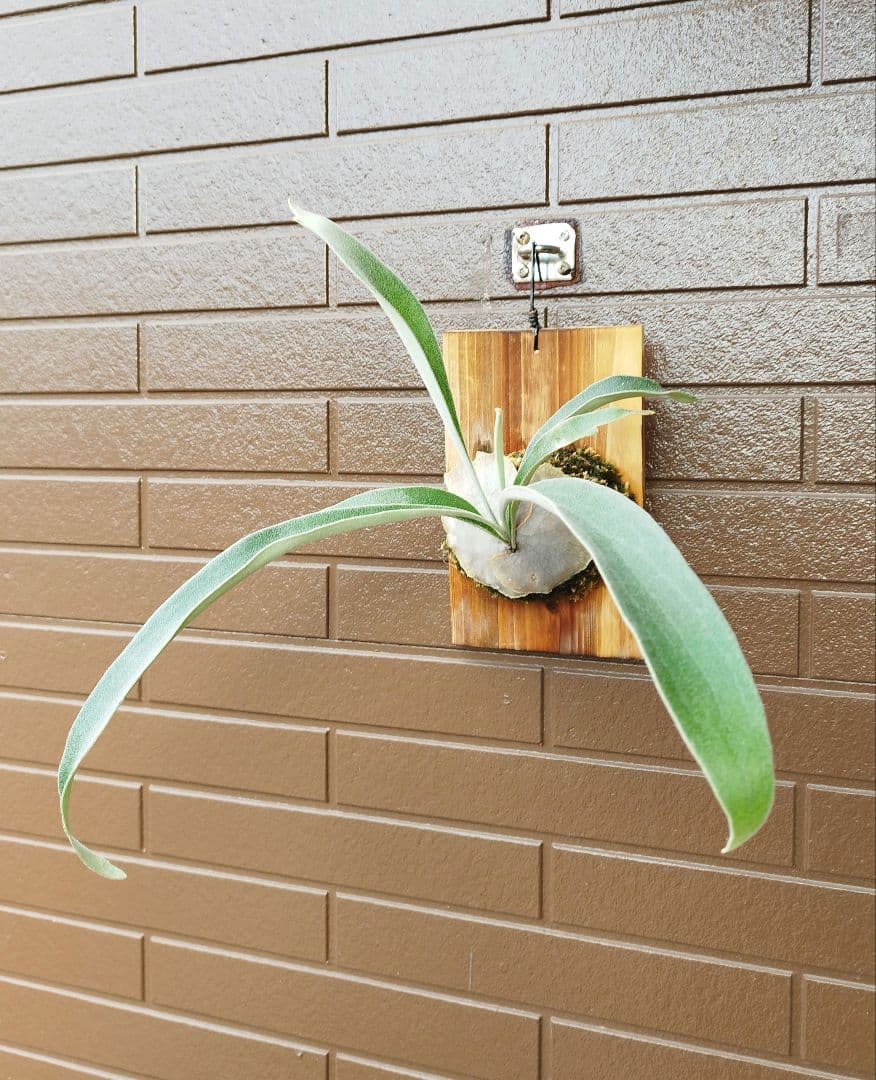 veitchii Auburn  (oc) 株分 ビカクシダ