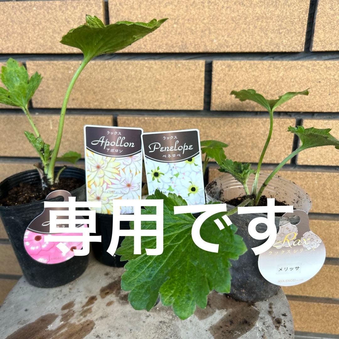 専用　ラナンキュラスラックス4品種