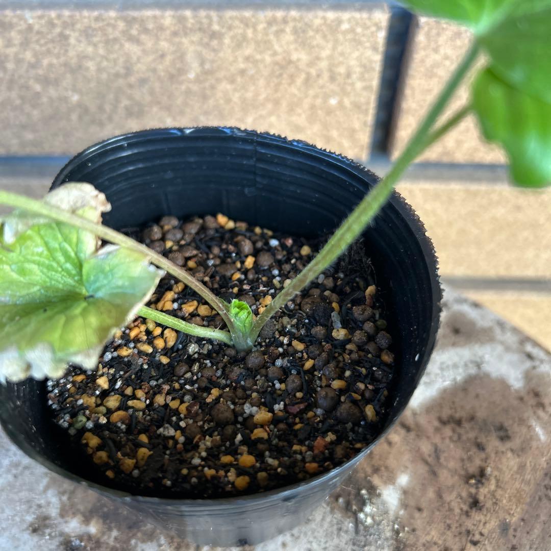 専用　ラナンキュラスラックス4品種