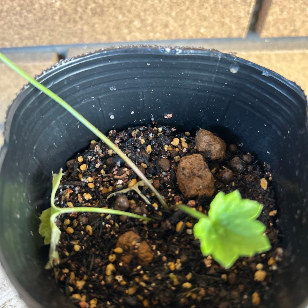 専用　ラナンキュラスラックス4品種